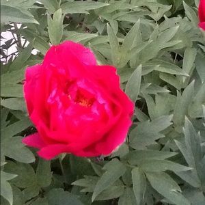 Meet your Posher, Anabela